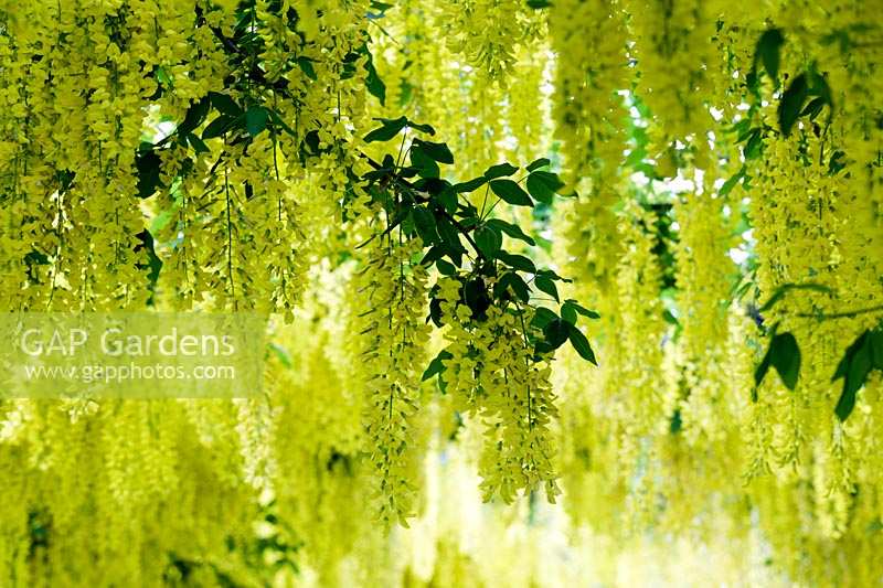 Laburnum x waterii 'Vossii'