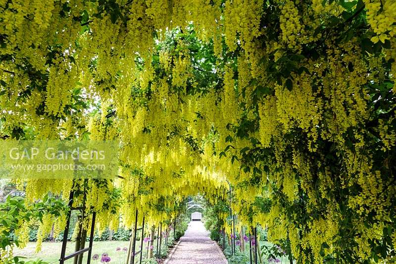 Mitton Manor, Staffordshire. The Laburnum Tunnel