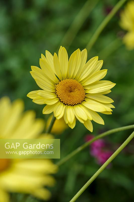 Anthemis tinctoria 'E.C Buxton'