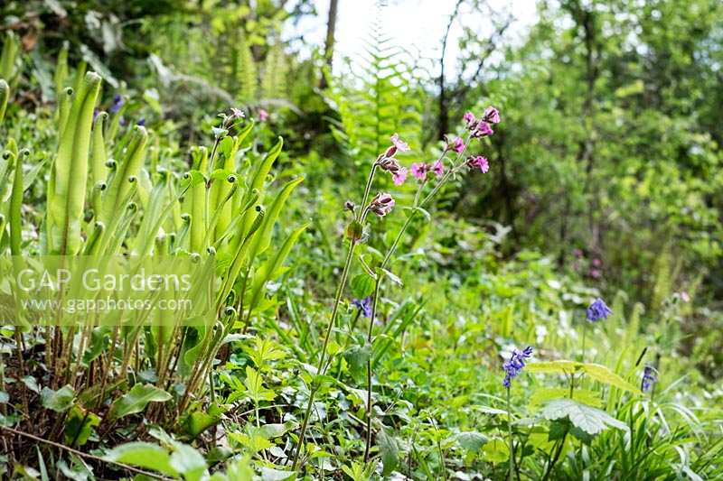 Hedgerow bank filled with wild flowers and new plant growth in Lannacombe, South Devon