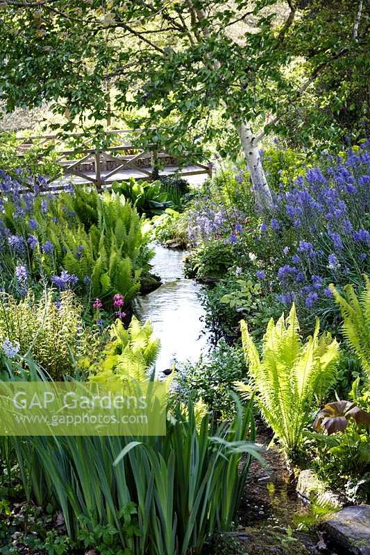 Rosemoor Gardens, RHS, Devon, early summer by the stream, with drifts of Camassia leichtlinii subsp. suksdorfii Caerulea Group and shuttlecock ferns