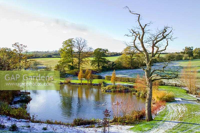 Lady Farm, Somerset, UK. ( Judy Pearce ) large garden in winter. wintery outline of large tree next to lake