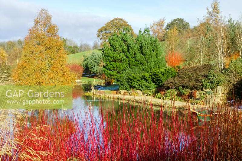 Lady Farm, Somerset, UK. ( Judy Pearce ) large garden in winter. colourful bark providing winter interest