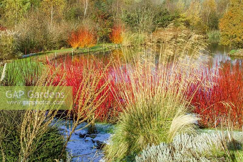 Lady Farm, Somerset, UK. ( Judy Pearce ) large garden in winter. colourful bark providing winter interest