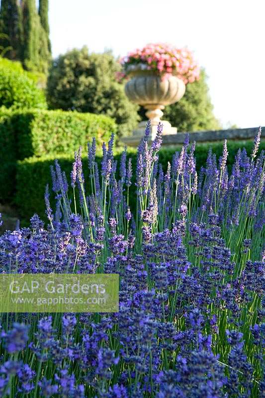 Villa La Foce, Tuscany, Italy. Large garden with topiary clipped Box hedging and views across the Tuscan countryside, Lavender in summer border