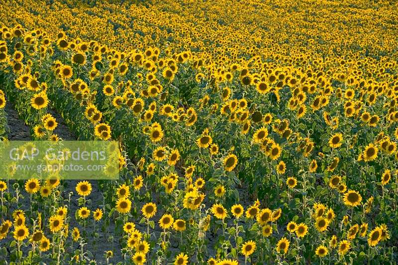 Field of sunflowers in Tuscany, Italy.