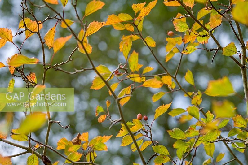 Crataegus halliana