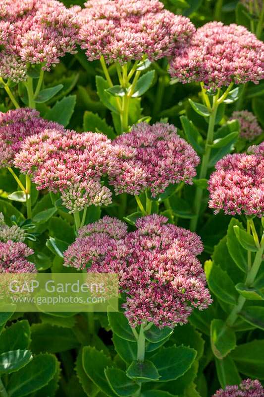 Sedum 'Herbstfreude' ( Autumn Joy )