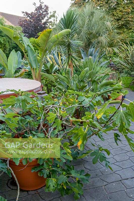 Beechwell Garden ( Tim Wilmot ), Bristol, UK. Ficus carica 'Brown Turkey' in pot