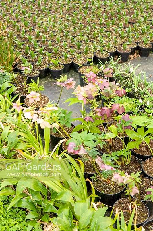 Wildside Nursery, Devon, UK.( Keith Wiley ) general shot of nusery