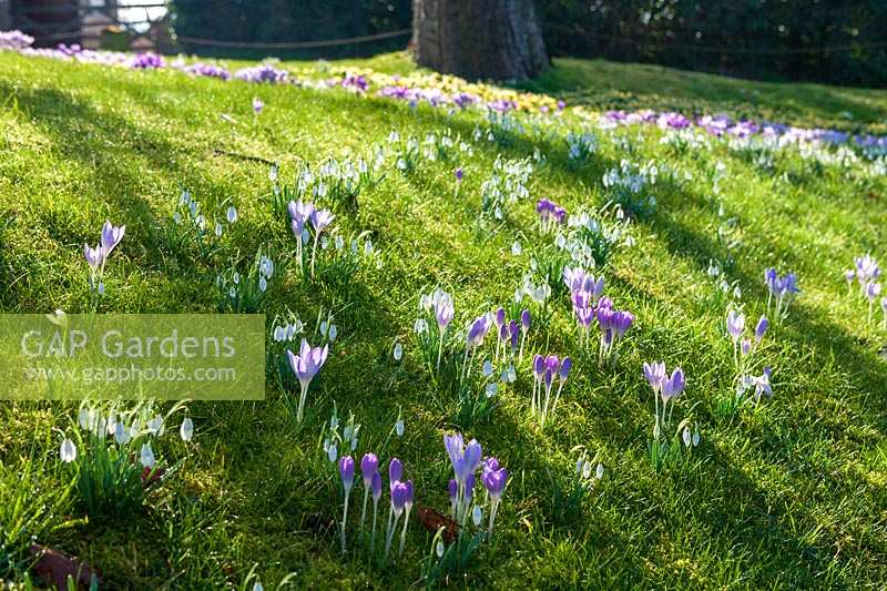 Crocus and snowdrops in early spring in grassy meadow