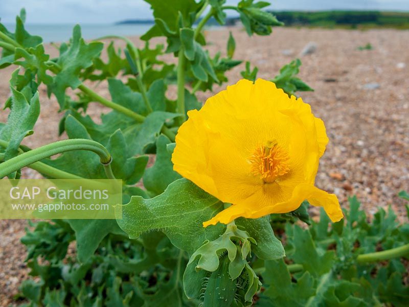 Yellow Horned Poppy ( Glaucium flavum ) on shingle at Slapton Sands, Devon