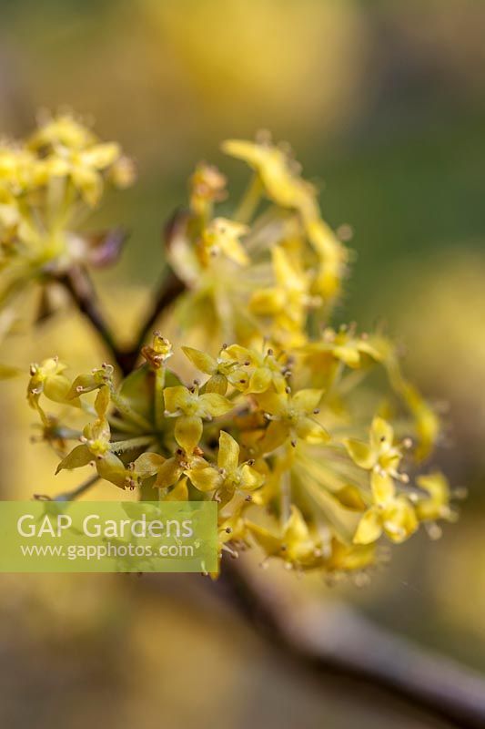 Cornus mas 'Elegantissima'