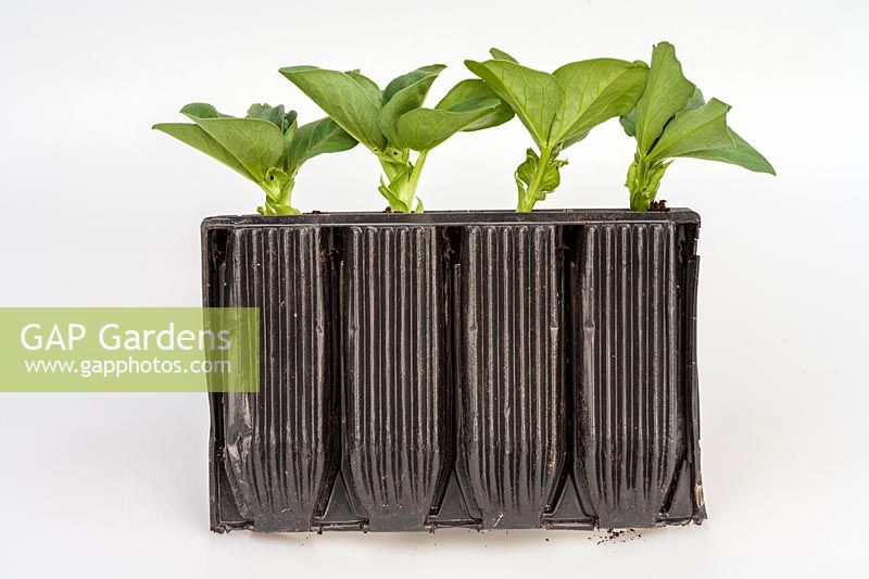 Young broad bean seedlings in 'Roottrainer' plastic capsules