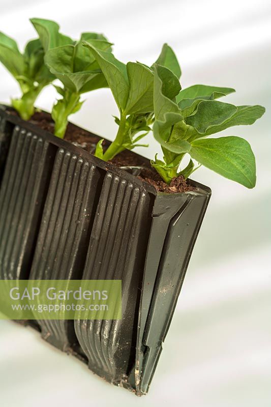 Young broad bean seedlings in 'Roottrainer' plastic capsules