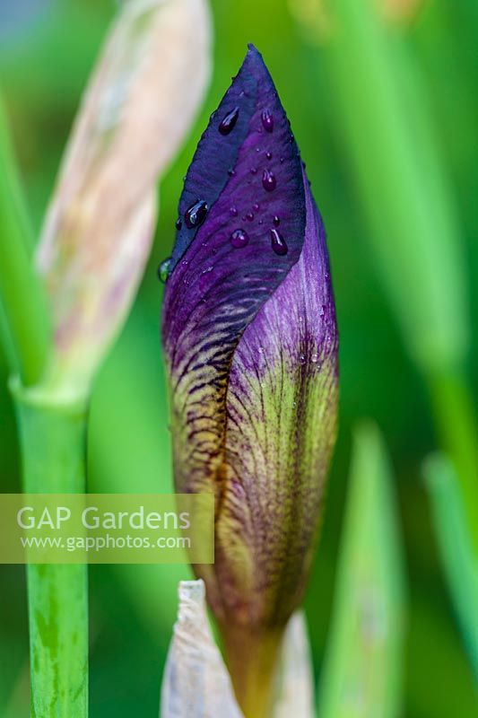 Tightly wrapped bud of Iris with dew drops