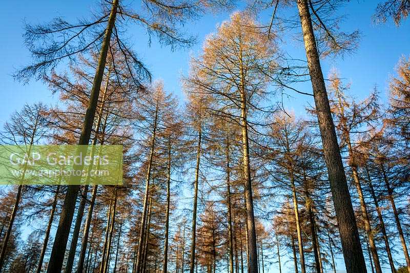 Stand of Larch trees ( Larix decidua ) at Westonbirt Arboretum in winter