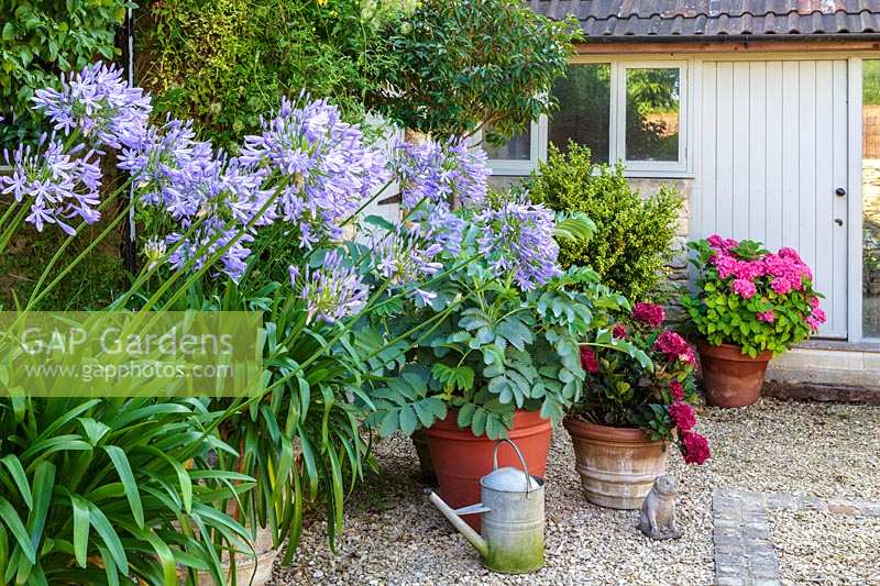 Large pots and containers at Barbara Stockitts garden at West Kington, Wiltshire