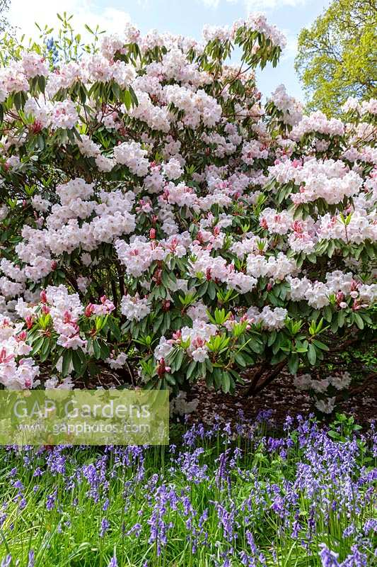 Bluebells and Rhododendrons in Spring at Westonbirt arboretum