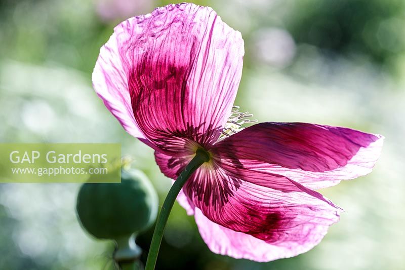 Papaver somniferum ( Opium Poppy )