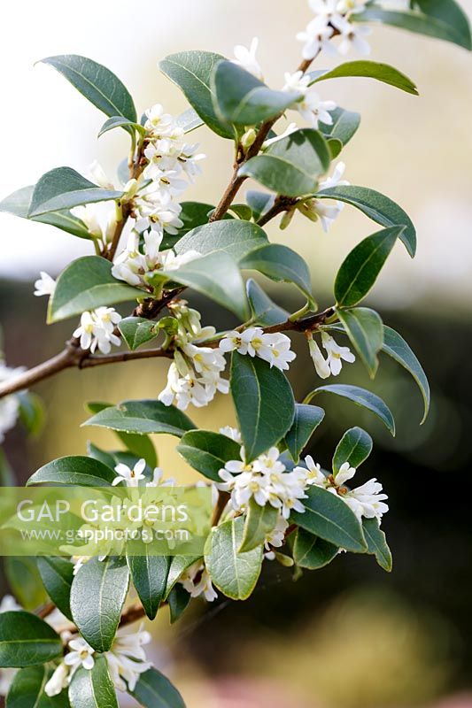 Osmanthus burkwoodii