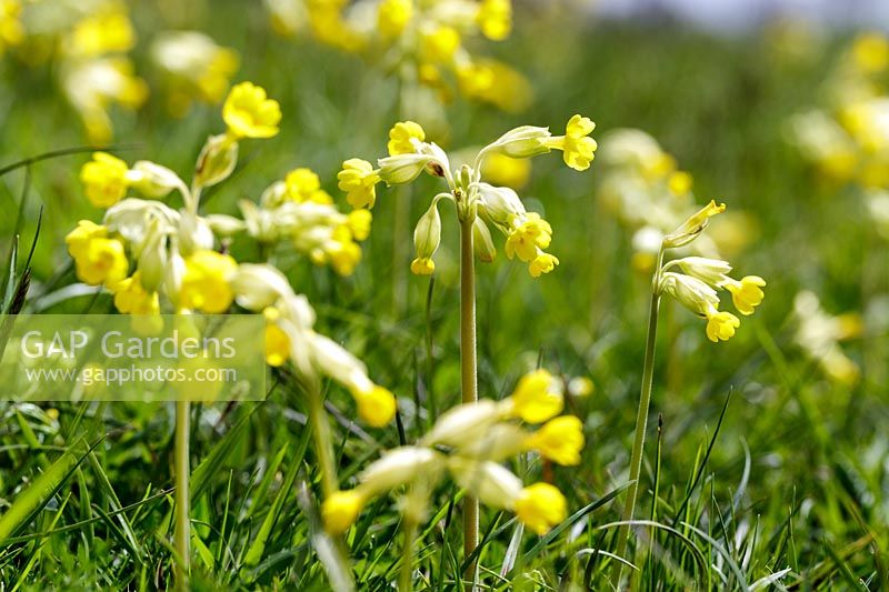 Primula veris, Cowslip