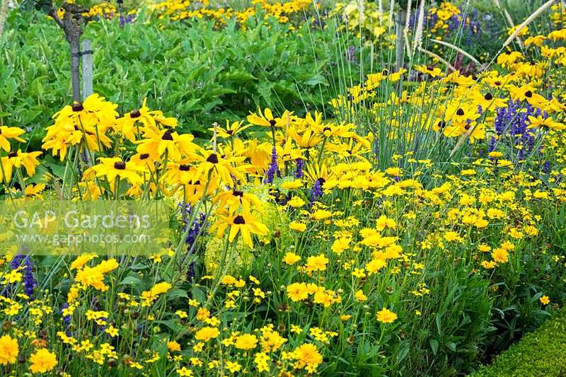 Chateau Villandry, Loire Valley, France, Rudbeckia, Coreopsis, Pennisetum macrorum and Abutilon 'Pago Pago'