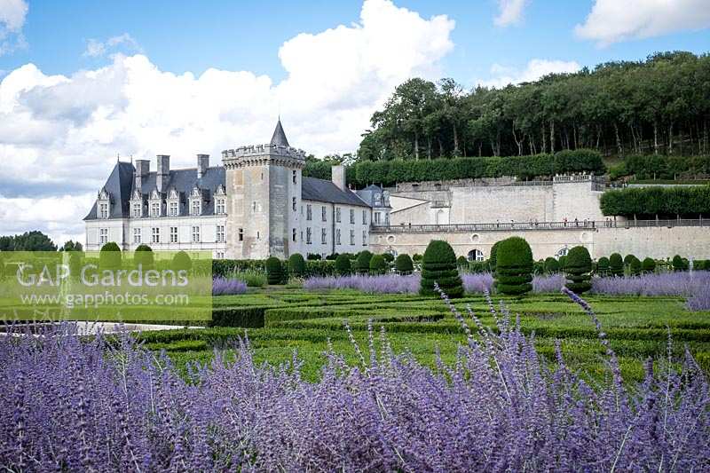 Chateau Villandry, Loire Valley, France, Box hedging and Yew topiary in the famous parterre garden, with Perovskia or purple Russian Sage