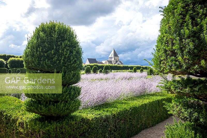 Chateau Villandry, Loire Valley, France, Box hedging and Yew topiary in the famous parterre garden, with Perovskia or purple Russian Sage