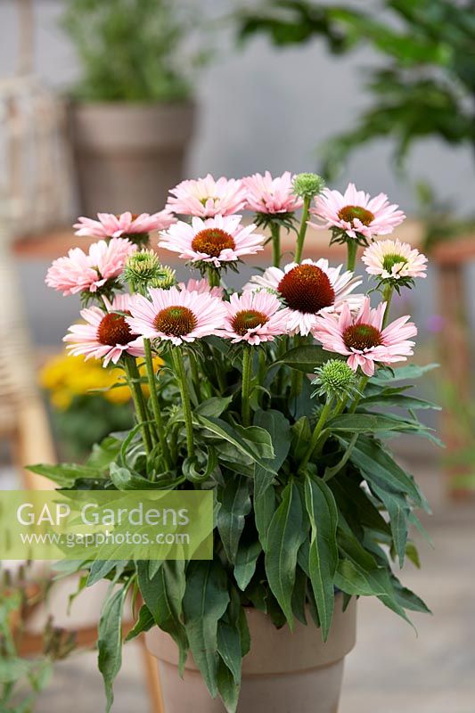 Echinacea SunSeekers Salmon