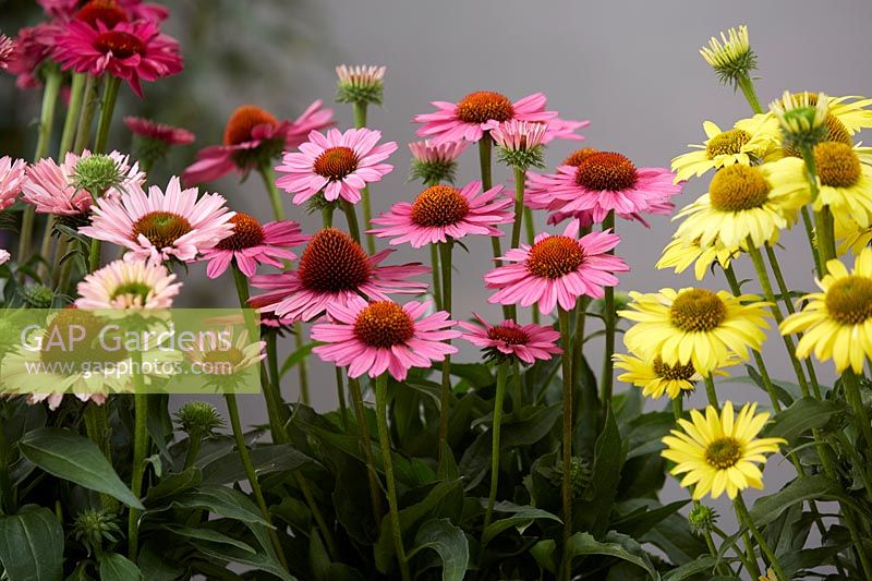 Echinacea SunSeekers collection