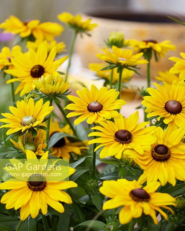 Rudbeckia Lucky SmileyZ