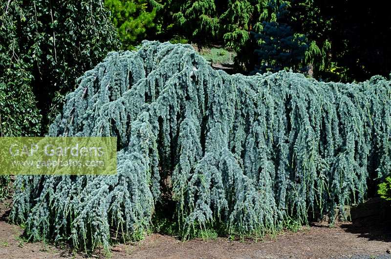 Cedrus libani Glauca Pendula