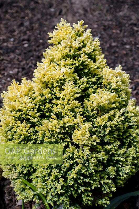 Chamaecyparis lawsoniana Treasure Island