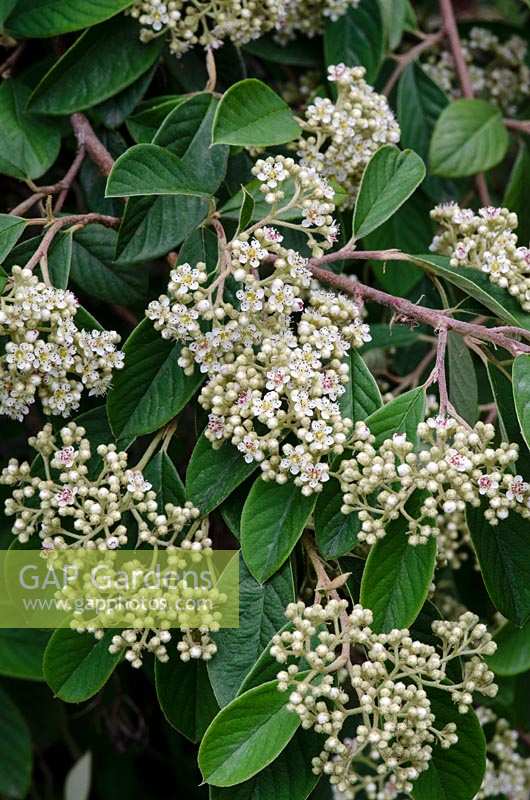 Cotoneaster lacteus