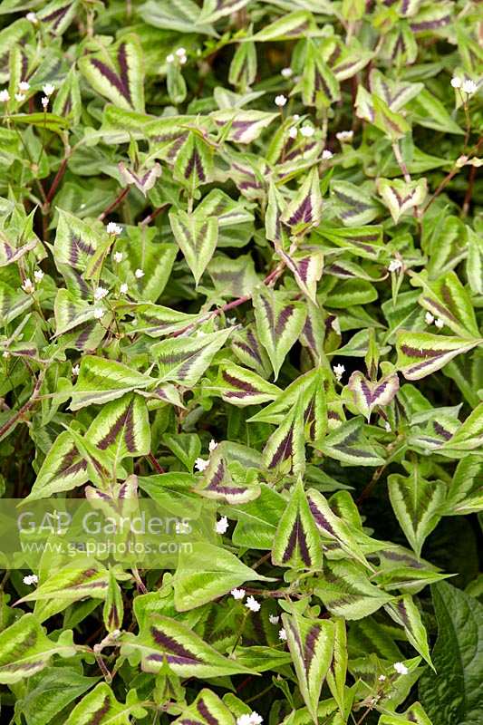 Persicaria microcephala Purple Fantasy