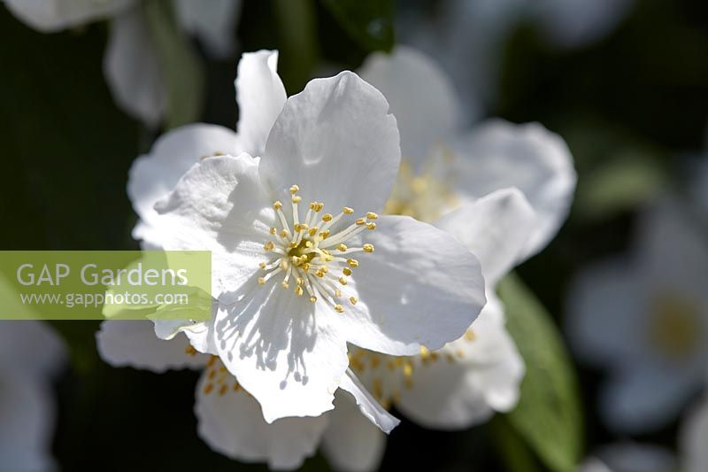 Philadelphus coronarius