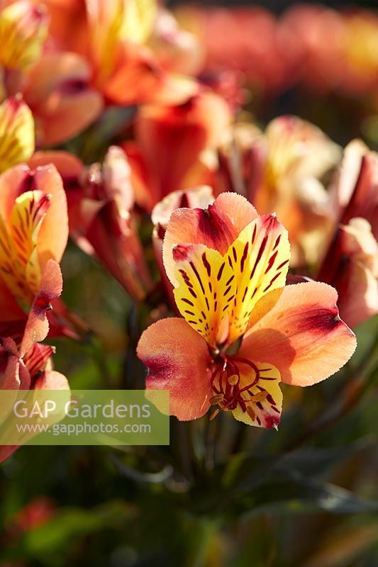 Alstroemeria Indian Summer