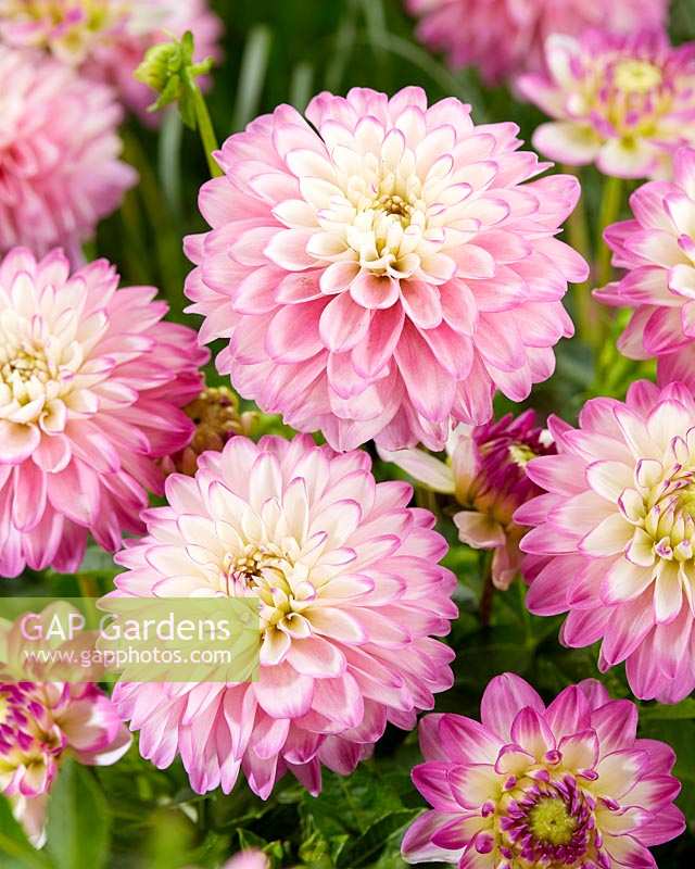 Dahlia Melody Dixie