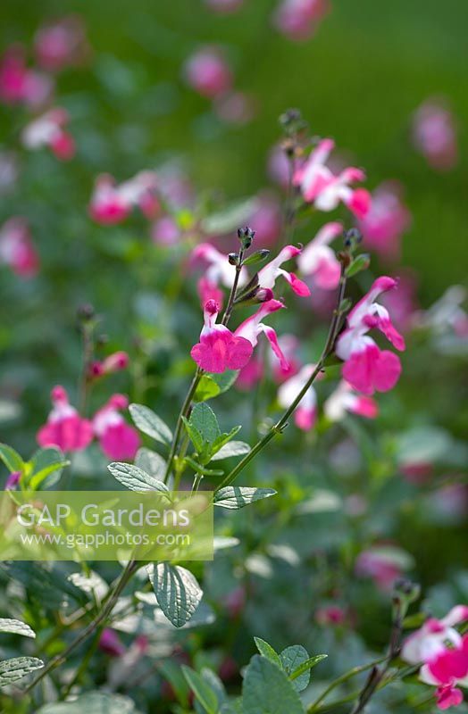Salvia microphylla Pink Lips