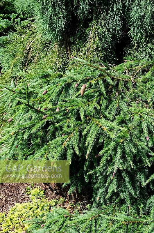 Picea abies Acrocona