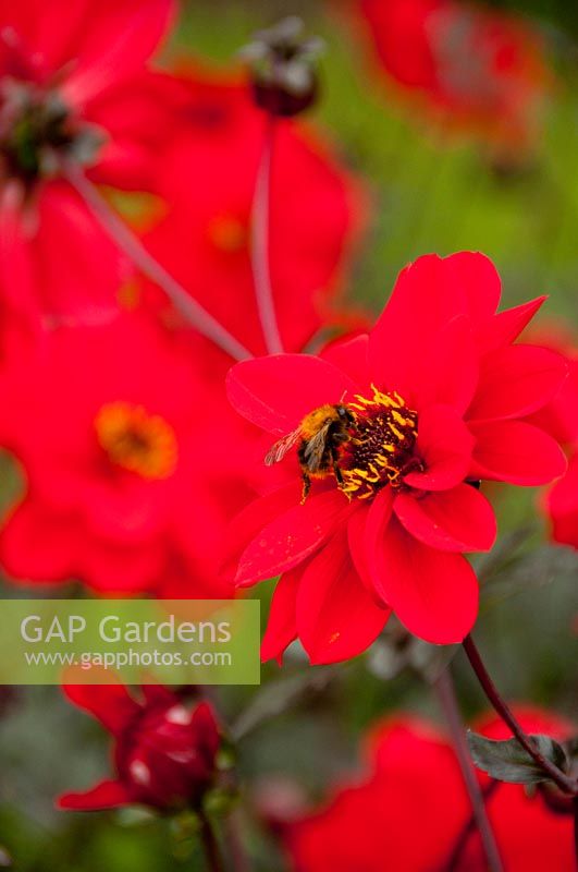 Bee on Dahlia flower