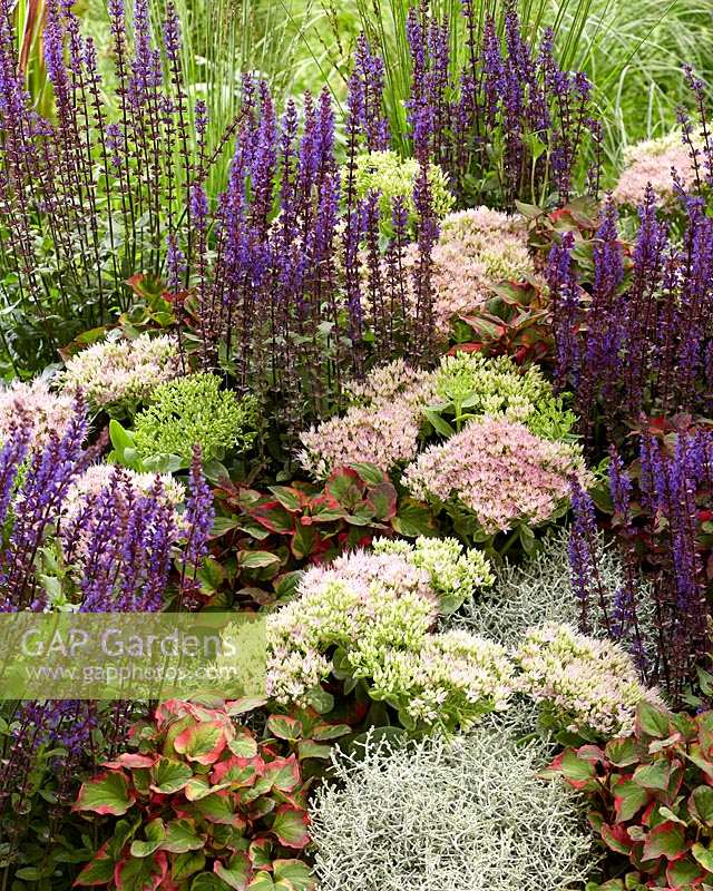 Mixed perennials, Sedum Brilliant