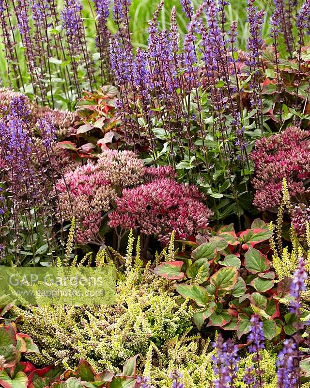 Mixed perennials, Sedum Class Act