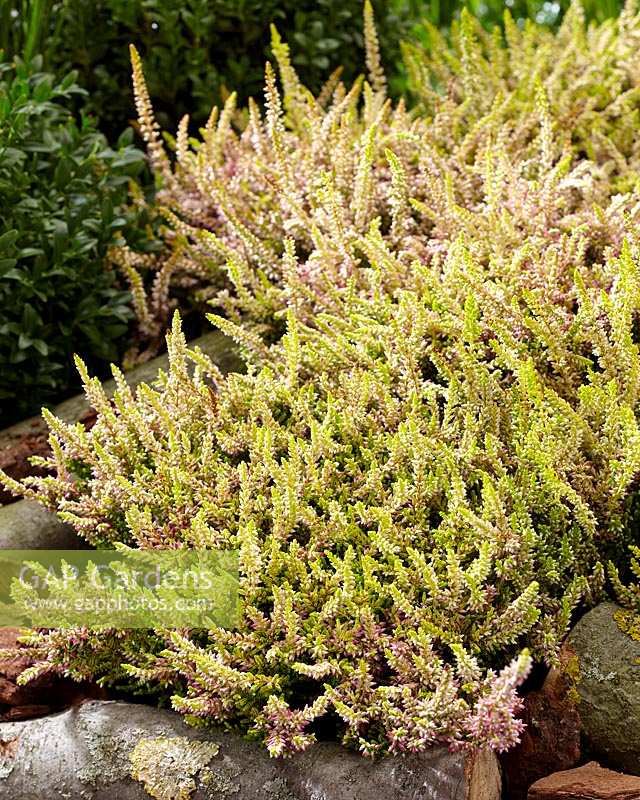 Calluna vulgaris Beauty Ladies Anouk