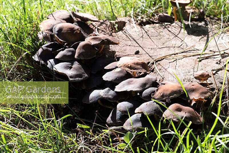 Pleurotus ostreatus, oyster mushroom