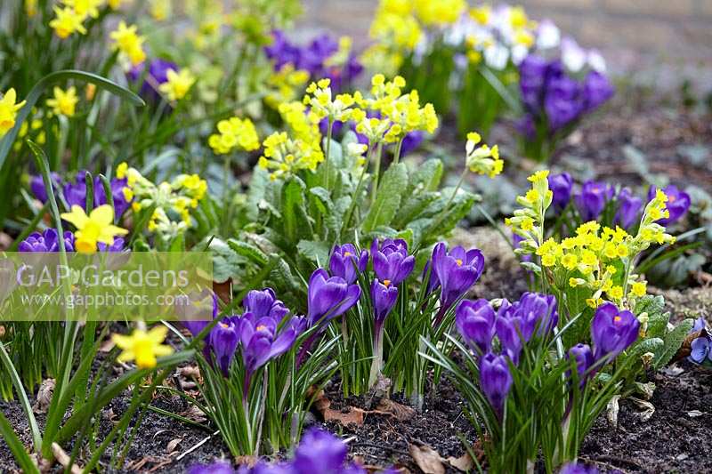 Crocus vernus Remembrance, Primula veris