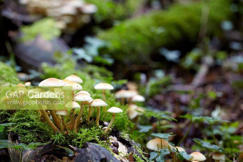 Hypholoma fasciculare, sulphur tuft