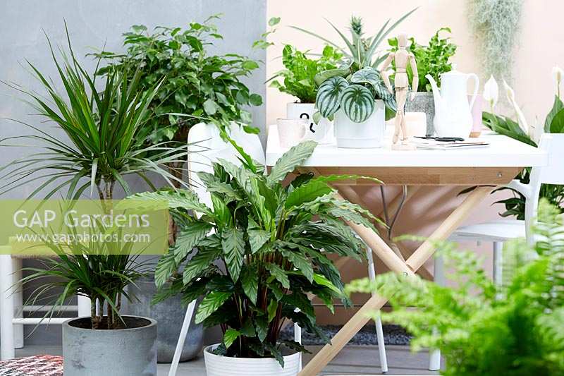 Indoor plant collection