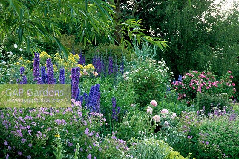 Private garden Sussex Delphineums in June border with Roses and Geraniums